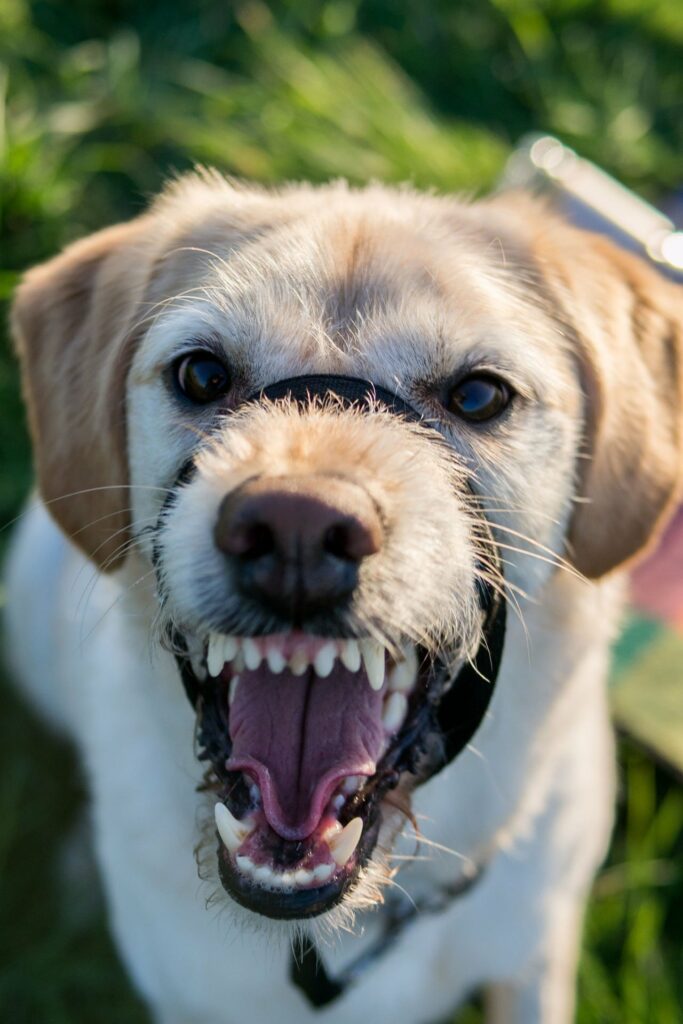 dog growling