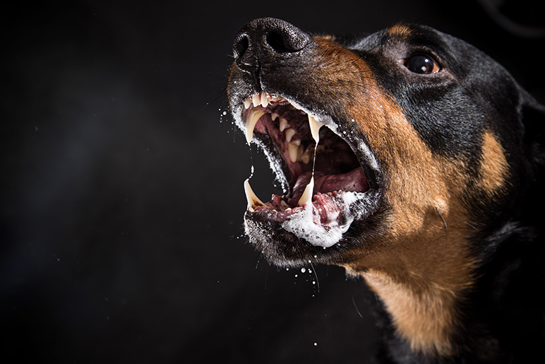 dog snarling