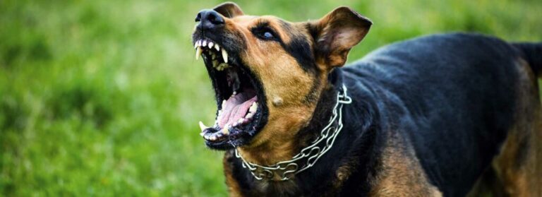 georgia-liability-law-for-dog-bites-featured
