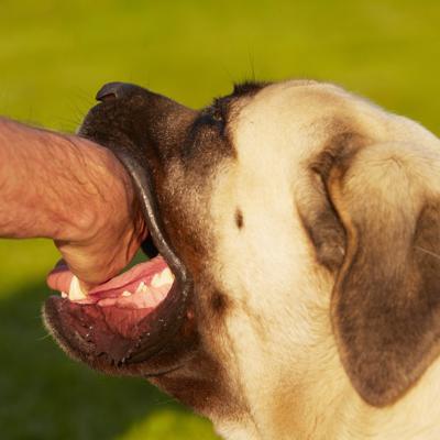dog bite
