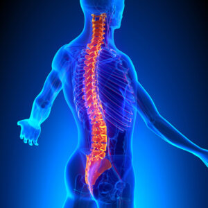 Back Injury Lawyer Charlotte, NC with a Vertebrae Anatomy with Circulatory System
