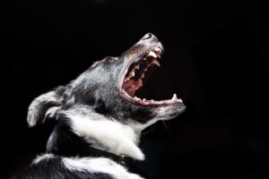 Dog Bite Lawyer Charlotte, NC - dog with its mouth open