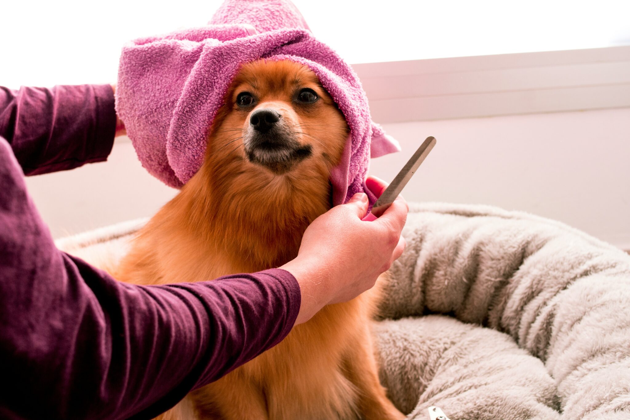 dog groomers in gastonia, nc
