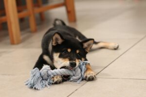 dog bite lawyer in gastonia, nc
