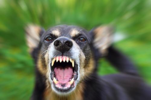 barking dog